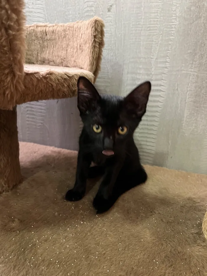 Gato raça SRD-ViraLata idade 2 a 6 meses nome Jasmim e Juliana