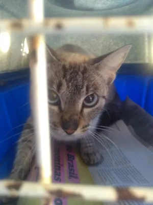 Gato raça SRD-ViraLata idade 2 a 6 meses nome não tem