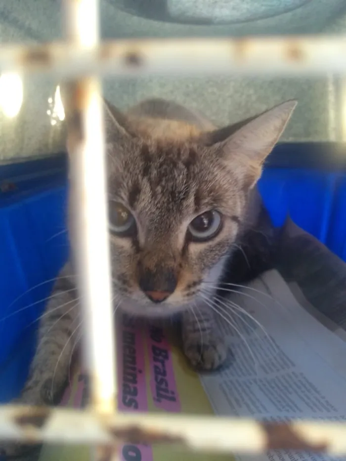 Gato raça SRD-ViraLata idade 2 a 6 meses nome não tem