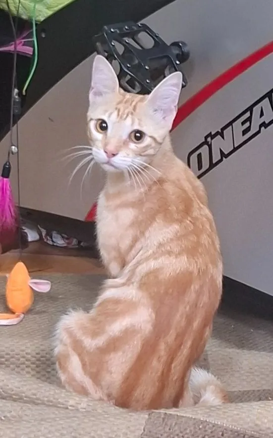 Gato raça SRD-ViraLata idade 1 ano nome Milo