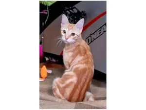 Gato raça SRD-ViraLata idade 1 ano nome Milo