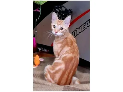 Gato raça SRD-ViraLata idade 1 ano nome Milo