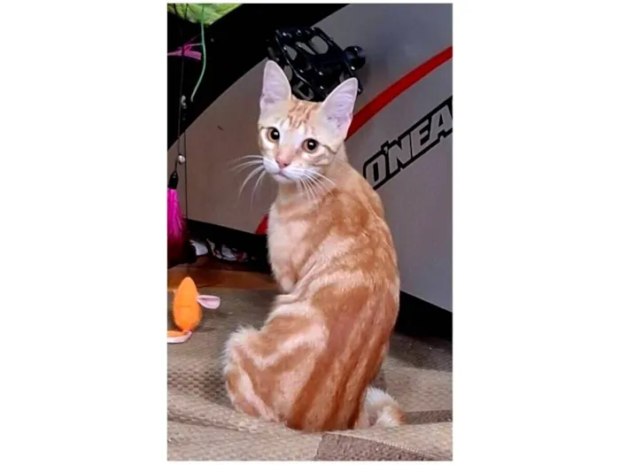 Gato raça SRD-ViraLata idade 1 ano nome Milo