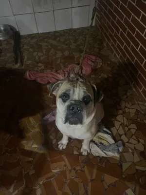 Cachorro raça Bulldog idade 3 anos nome Rock
