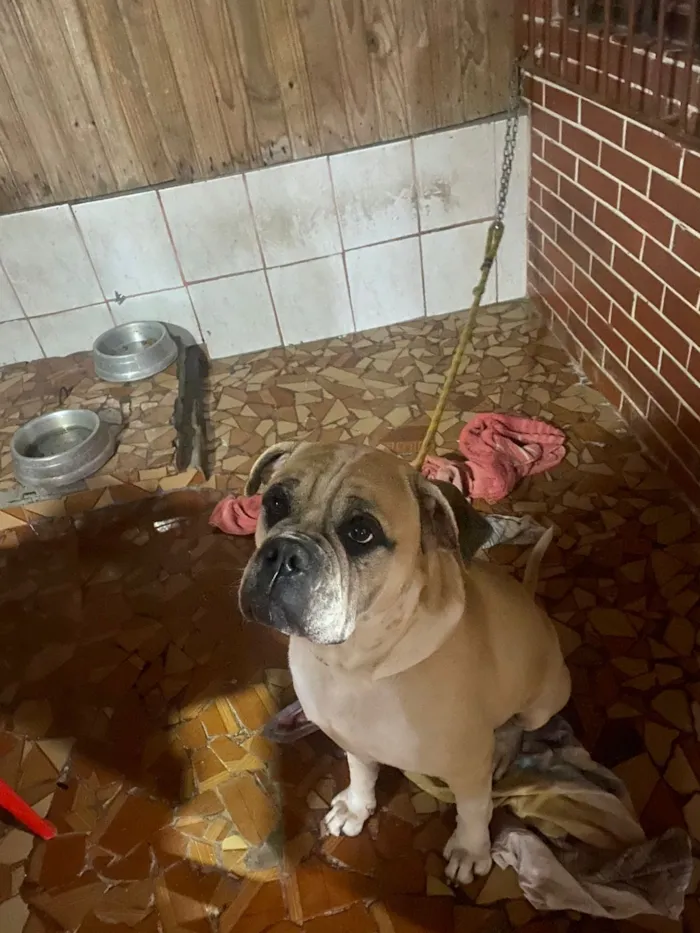 Cachorro raça Bulldog idade 3 anos nome Rock