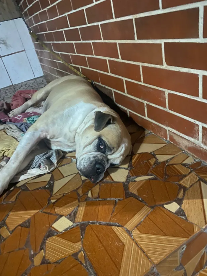Cachorro raça Bulldog idade 3 anos nome Rock