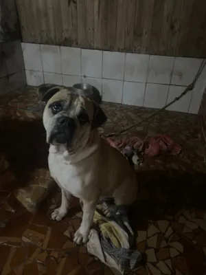 Cachorro raça Bulldog idade 3 anos nome Rock