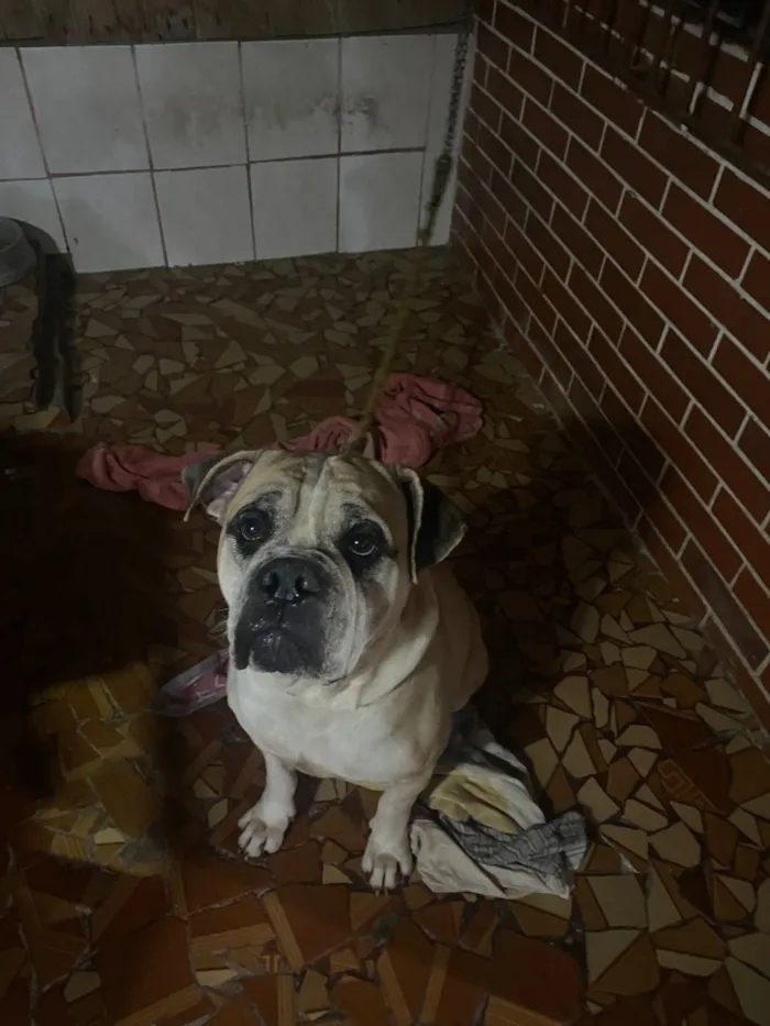 Cachorro raça Bulldog idade 3 anos nome Rock