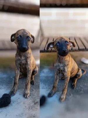 Cachorro raça SRD-ViraLata idade 2 a 6 meses nome ....