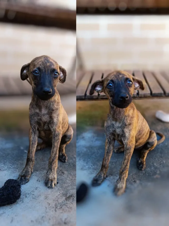 Cachorro raça SRD-ViraLata idade 2 a 6 meses nome ....