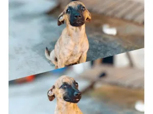 Cachorro raça SRD-ViraLata idade 2 a 6 meses nome .....