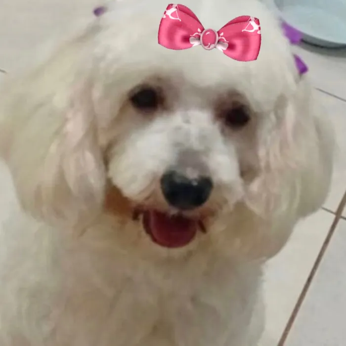 Cachorro raça Poodle idade 2 anos nome Channel 