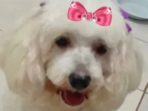 Cachorro raça Poodle idade 2 anos nome Channel 