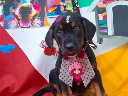 Cachorro raça SRD-ViraLata idade 2 a 6 meses nome Cacau