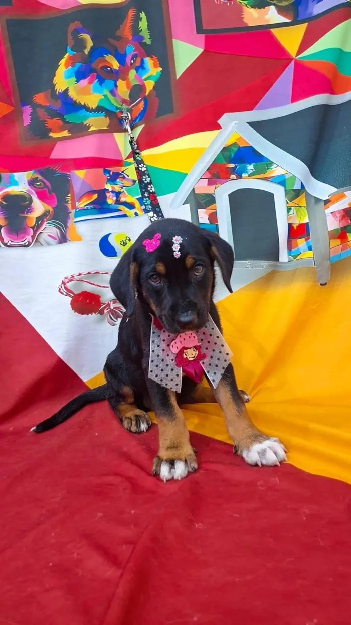 Cachorro raça SRD-ViraLata idade 2 a 6 meses nome Cacau