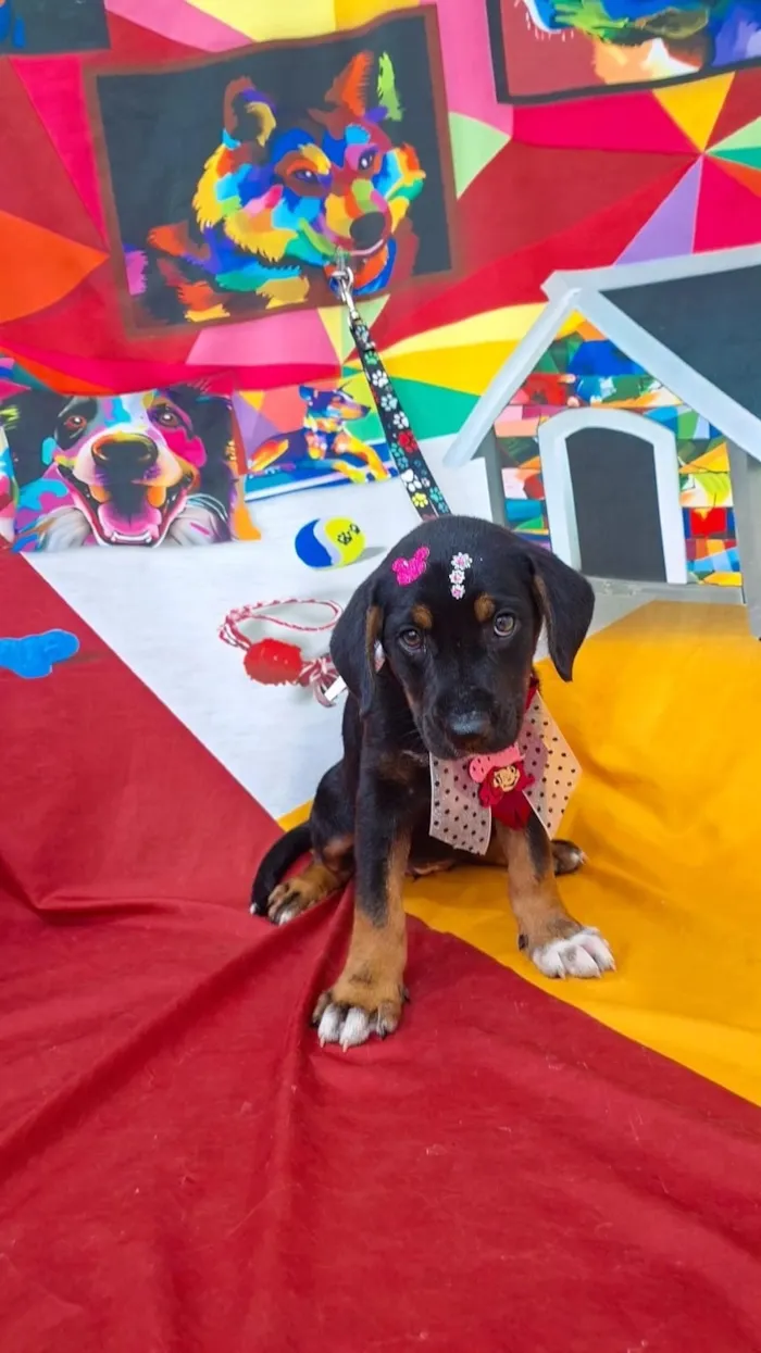 Cachorro raça SRD-ViraLata idade 2 a 6 meses nome Cacau