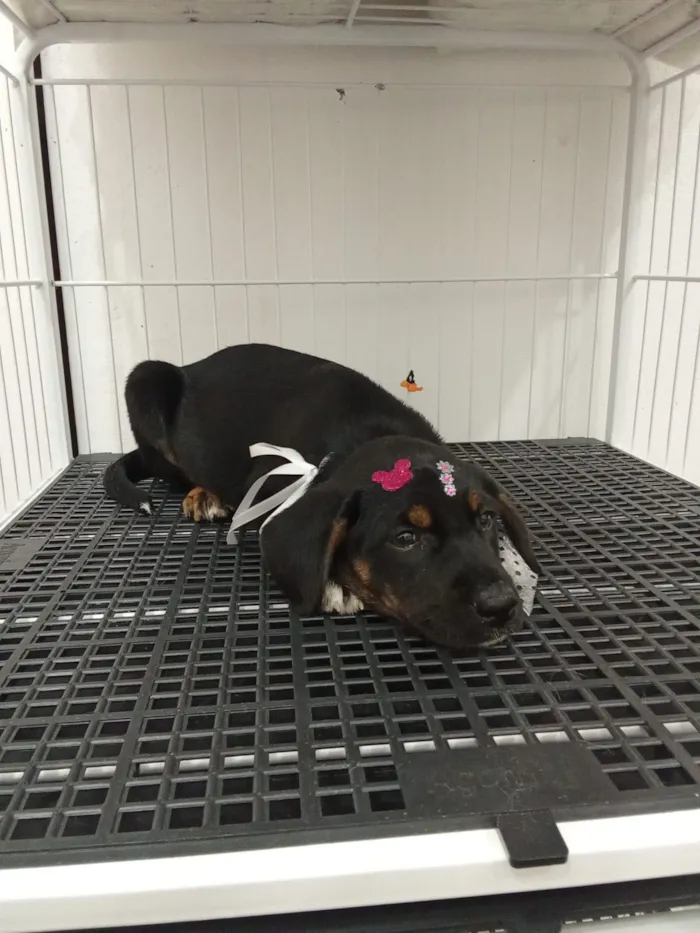 Cachorro raça SRD-ViraLata idade 2 a 6 meses nome Cacau