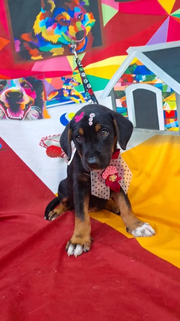 Cachorro raça SRD-ViraLata idade 2 a 6 meses nome Cacau