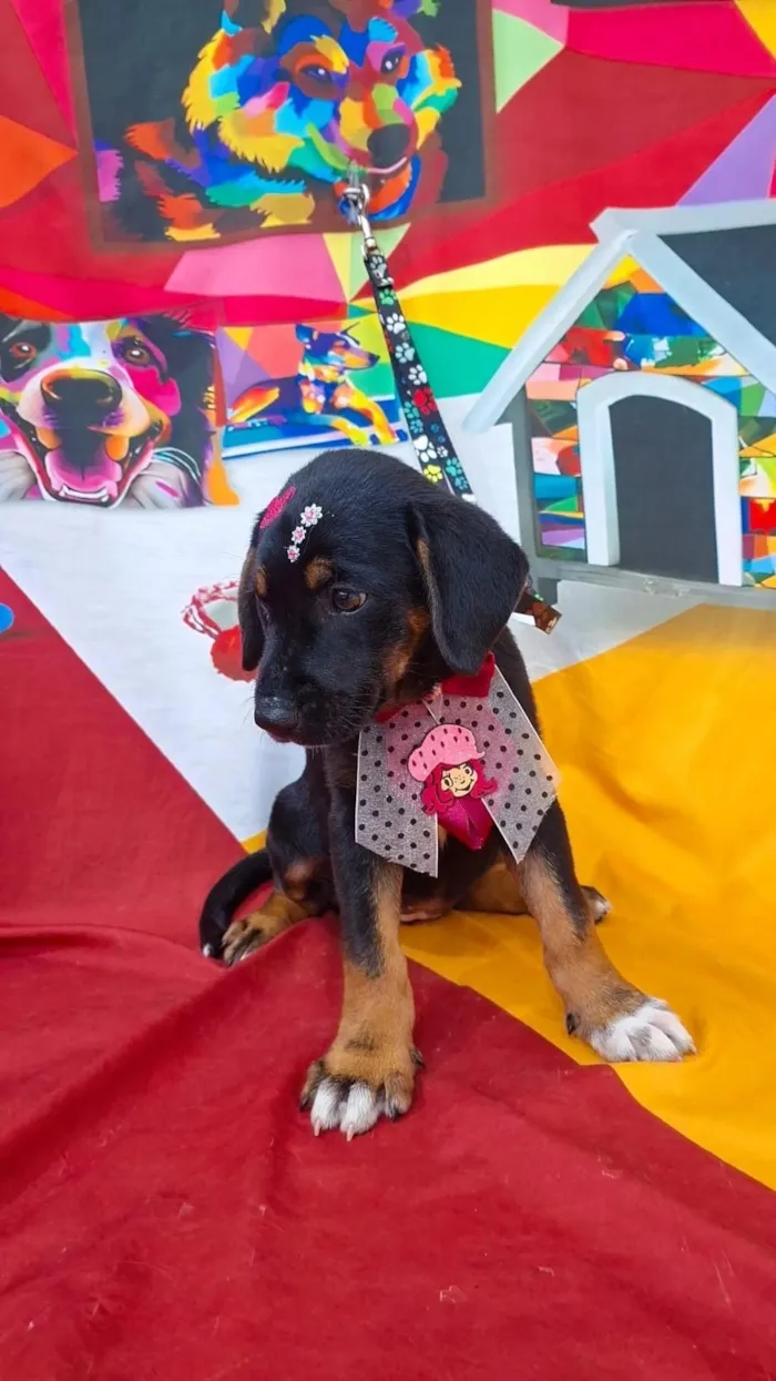 Cachorro raça SRD-ViraLata idade 2 a 6 meses nome Cacau