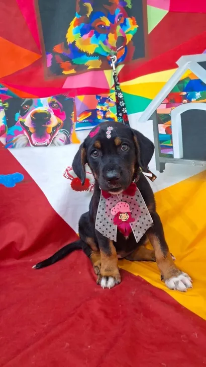 Cachorro raça SRD-ViraLata idade 2 a 6 meses nome Cacau