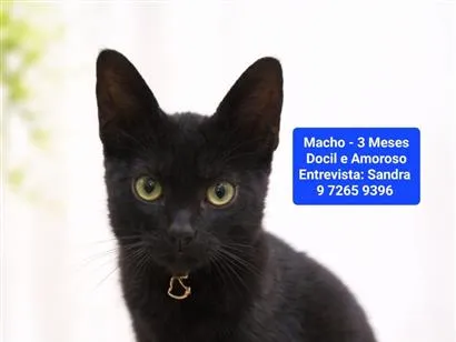 Gato raça SRD-ViraLata idade 2 a 6 meses nome Tom