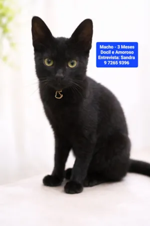 Gato raça SRD-ViraLata idade 2 a 6 meses nome Tom