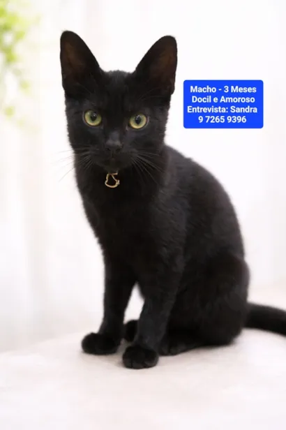 Gato raça SRD-ViraLata idade 2 a 6 meses nome Tom