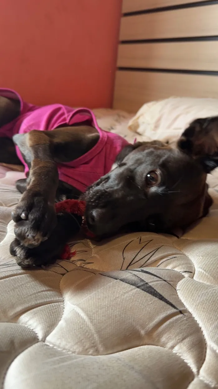 Cachorro raça SRD-ViraLata idade 1 ano nome Amelia