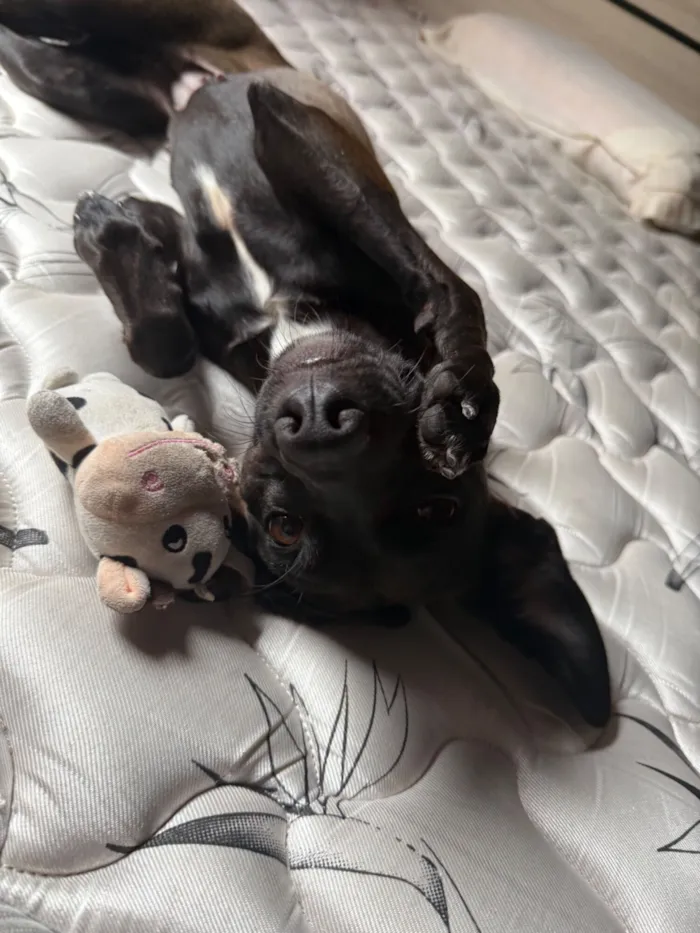 Cachorro raça SRD-ViraLata idade 1 ano nome Amelia