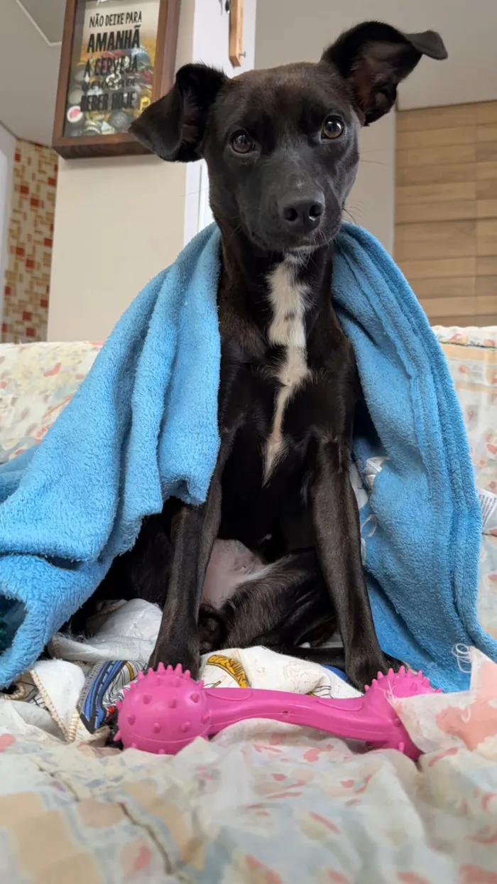 Cachorro raça SRD-ViraLata idade 1 ano nome Amelia