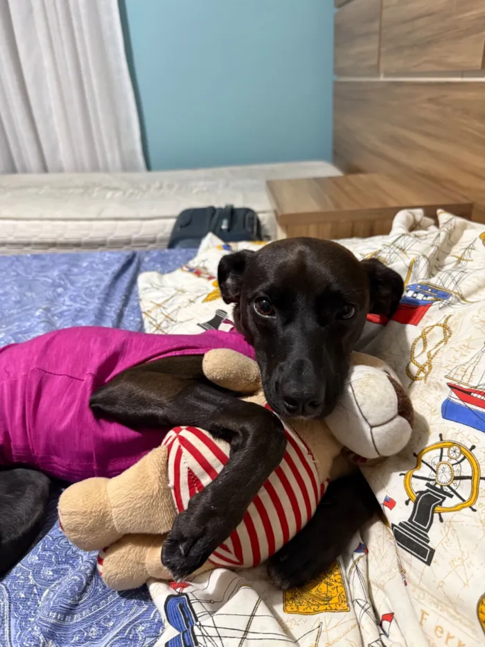 Cachorro raça SRD-ViraLata idade 1 ano nome Amelia