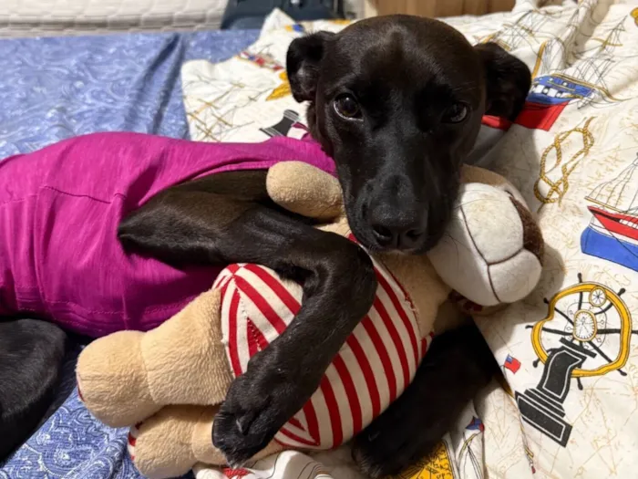 Cachorro raça SRD-ViraLata idade 1 ano nome Amelia