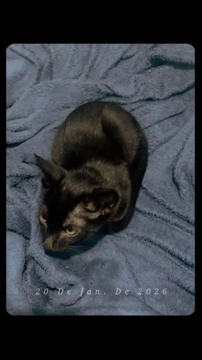 Gato raça SRD-ViraLata idade 2 a 6 meses nome Meia-noite 