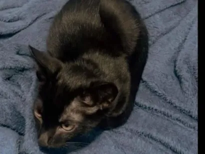 Gato raça SRD-ViraLata idade 2 a 6 meses nome Meia-noite 