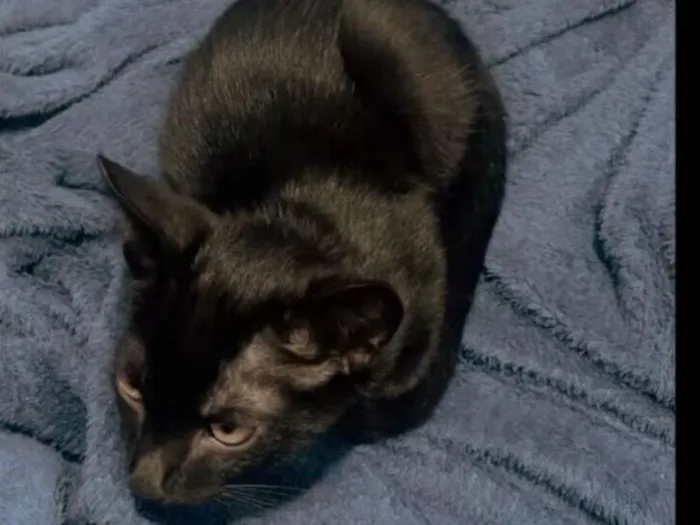 Gato raça SRD-ViraLata idade 2 a 6 meses nome Meia-noite 