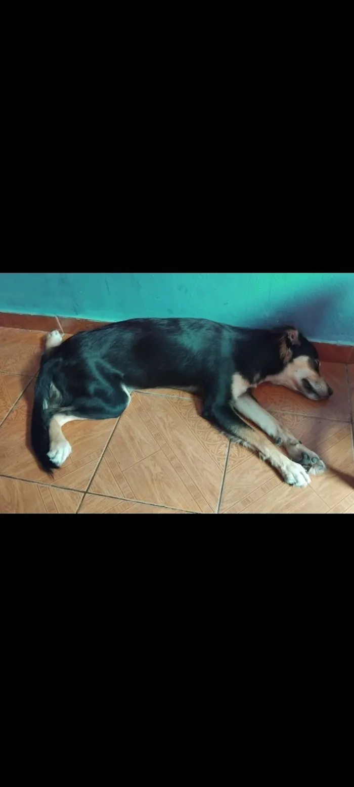 Cachorro raça SRD-ViraLata idade 1 ano nome saimon 