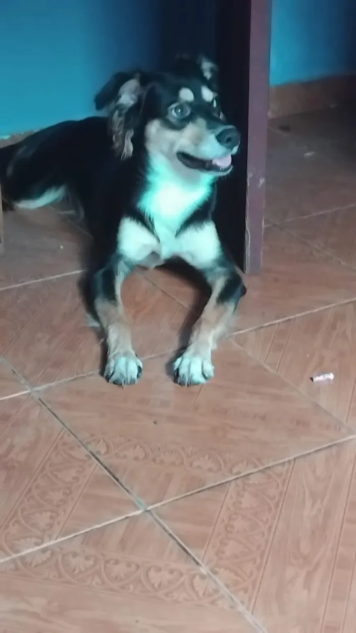 Cachorro raça SRD-ViraLata idade 1 ano nome saimon 