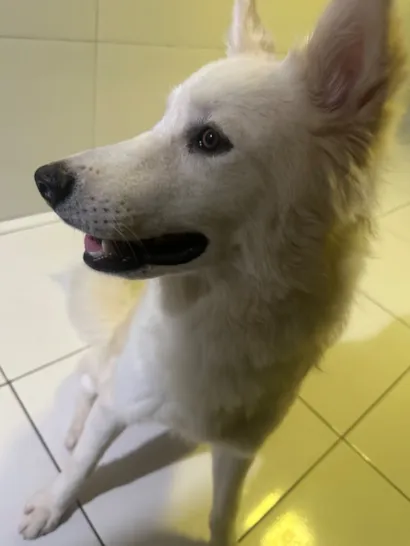 Cachorro raça Husky Siberiano idade 7 a 11 meses nome Bolt