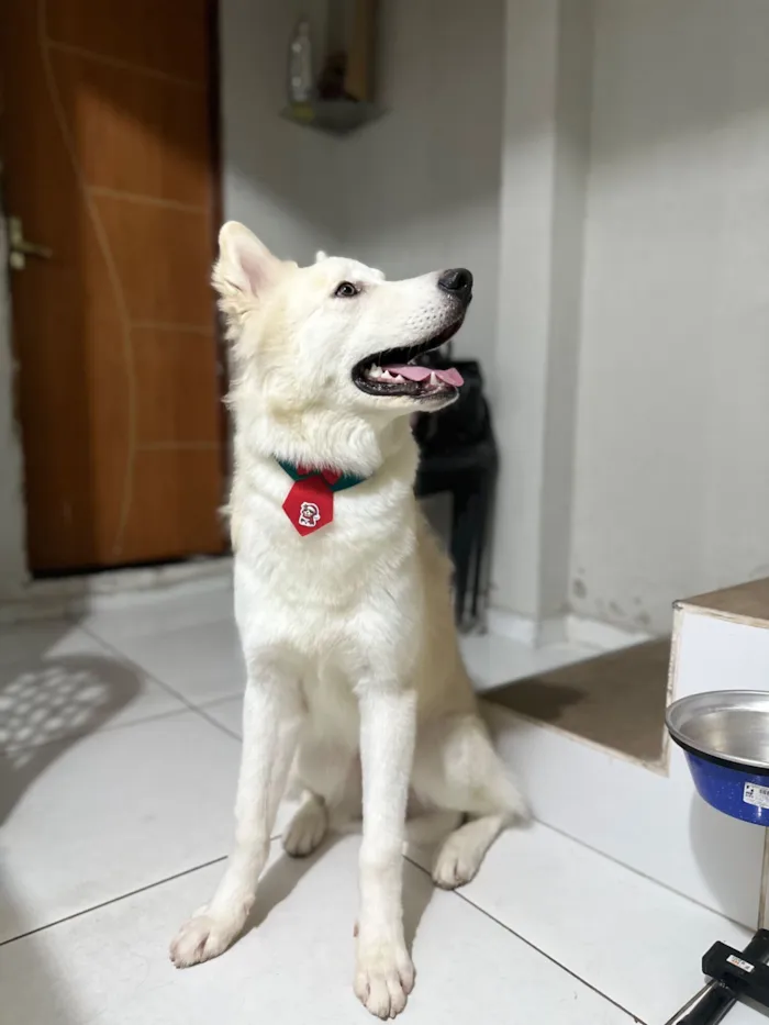 Cachorro raça Husky Siberiano idade 7 a 11 meses nome Bolt