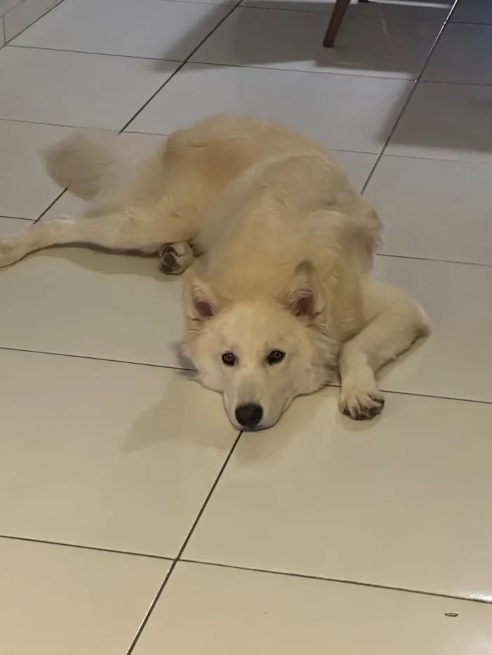 Cachorro raça Husky Siberiano idade 7 a 11 meses nome Bolt