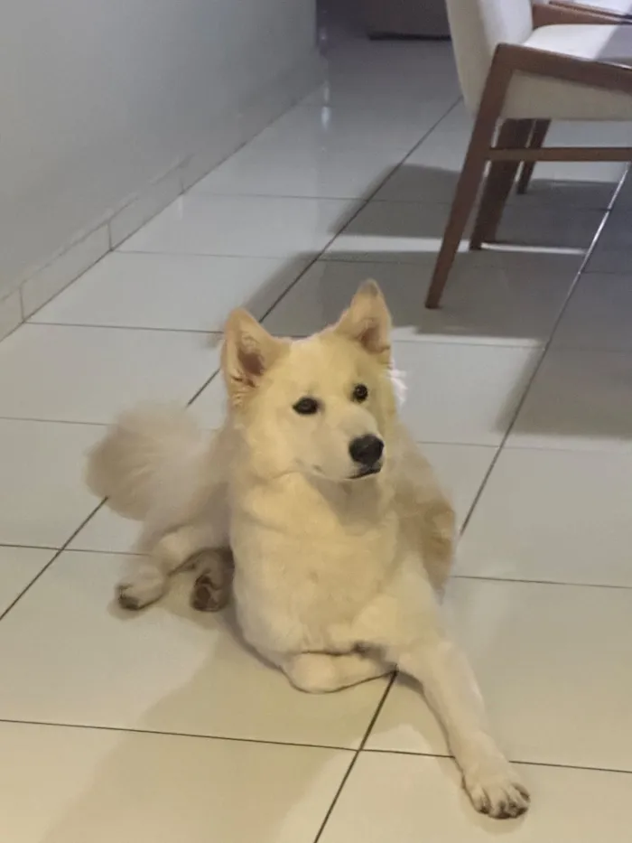 Cachorro raça Husky Siberiano idade 7 a 11 meses nome Bolt