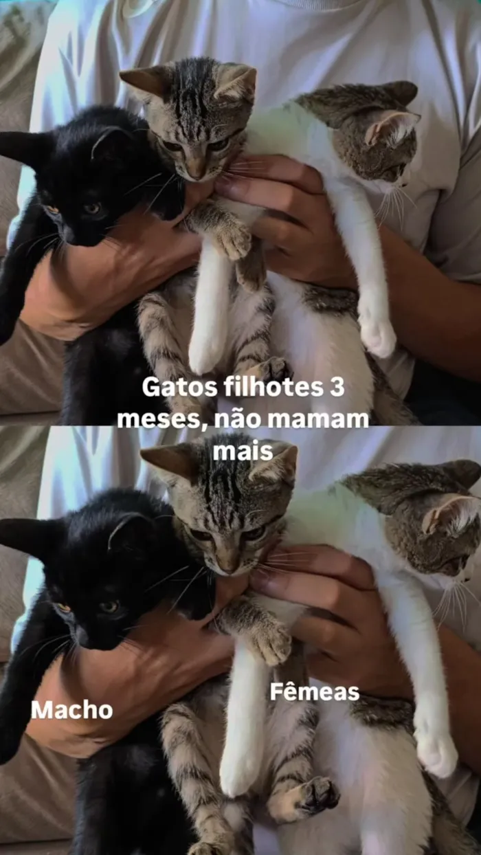 Gato raça SRD-ViraLata idade 2 a 6 meses nome Jiripoca, Pretinho, Princesa