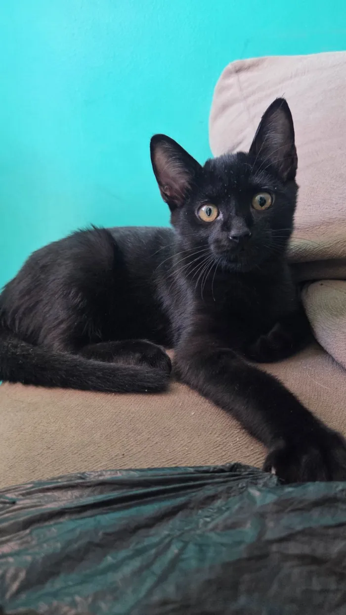 Gato raça SRD-ViraLata idade 2 a 6 meses nome Jiripoca, Pretinho, Princesa