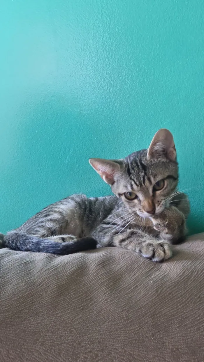 Gato raça SRD-ViraLata idade 2 a 6 meses nome Jiripoca, Pretinho, Princesa