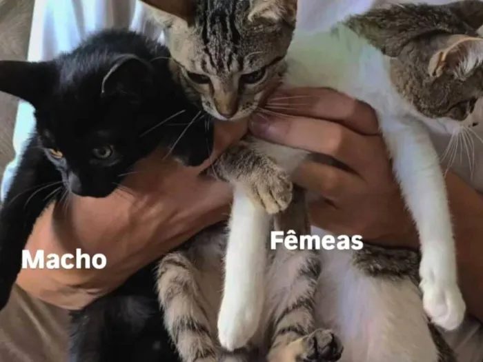 Gato raça SRD-ViraLata idade 2 a 6 meses nome Jiripoca, Pretinho, Princesa