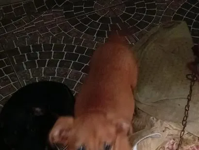 Cachorro raça Labrador idade 2 a 6 meses nome bela