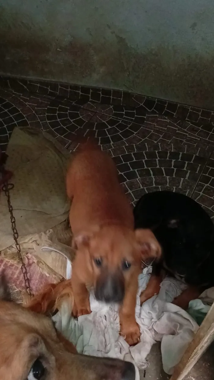 Cachorro raça Labrador idade 2 a 6 meses nome bela