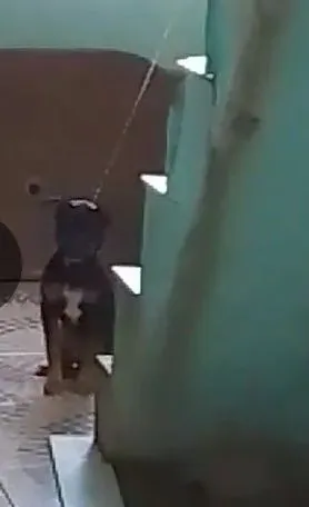 Cachorro raça Labrador idade 2 a 6 meses nome pretinha