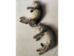 Gato raça SRD-ViraLata idade 2 a 6 meses nome Dafine e Rodolfo 