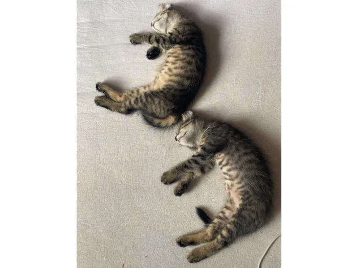 Gato raça SRD-ViraLata idade 2 a 6 meses nome Dafine e Rodolfo 